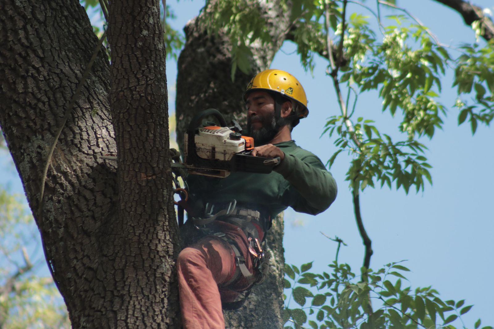 "Arborista", el oficio de podar los árboles desde las alturas