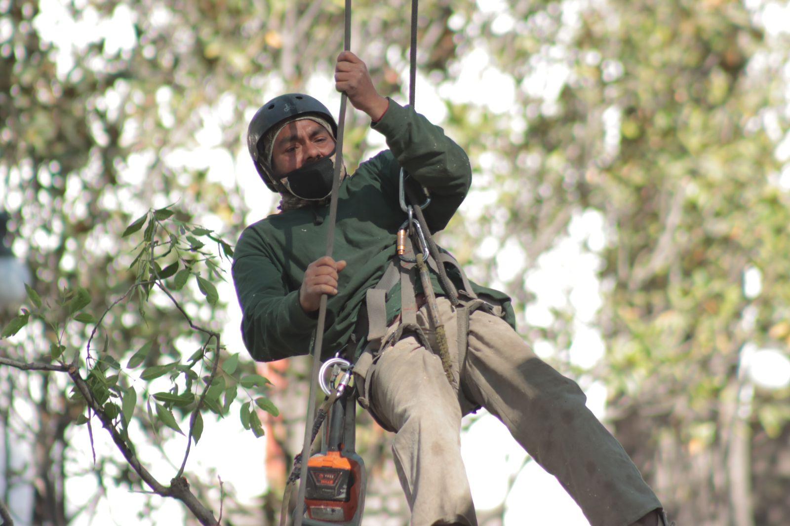 "Arborista", el oficio de podar los árboles desde las alturas