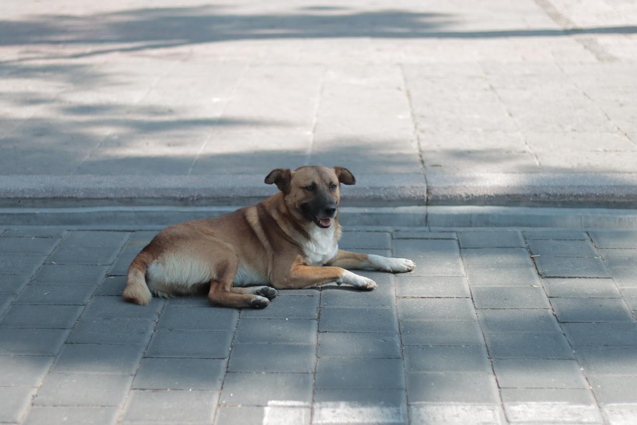 Perros en situación de calle deambulan en la capital 