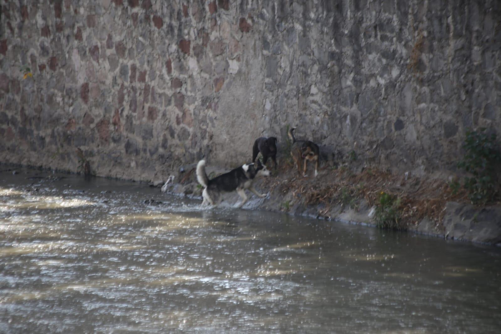 Caen tres lomitos al río Zahuapan 