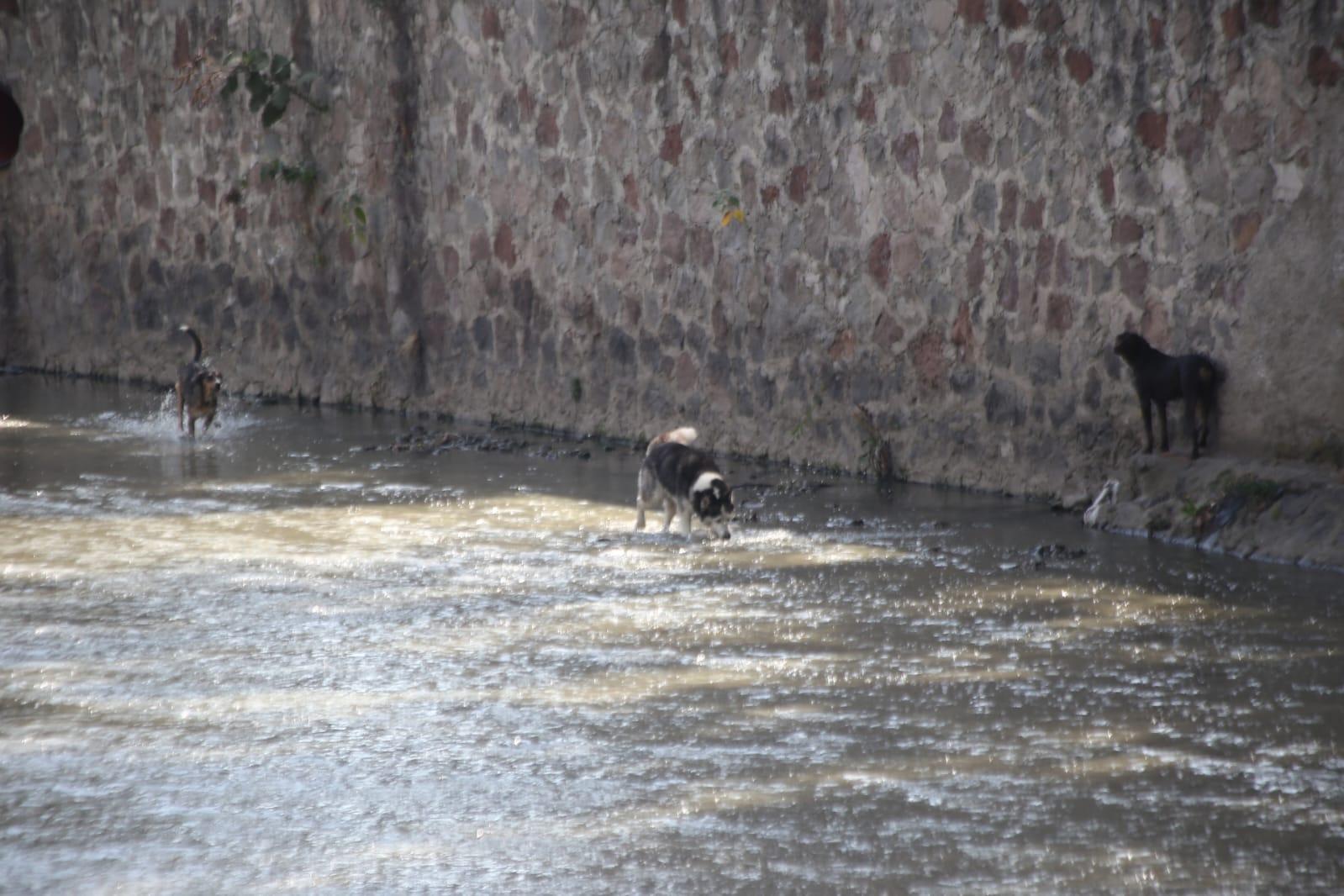 Caen tres lomitos al río Zahuapan 