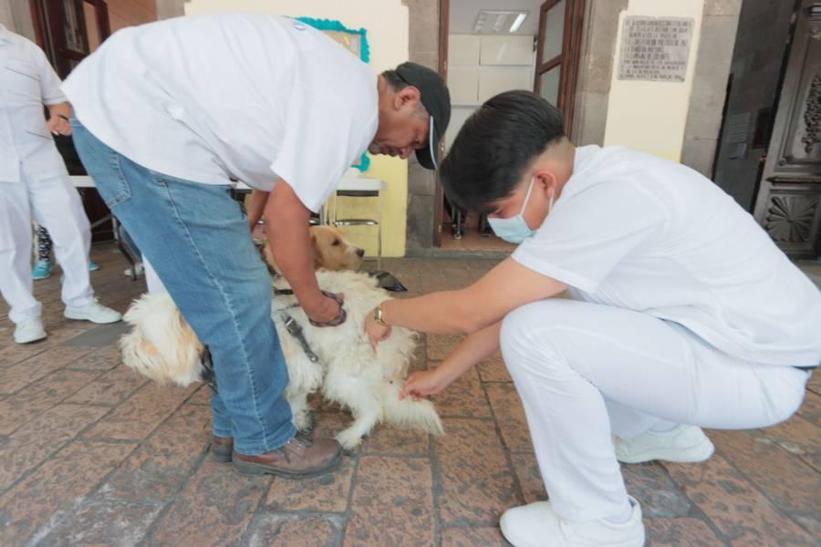 Últimos días de vacunación canina en el portal Hidalgo