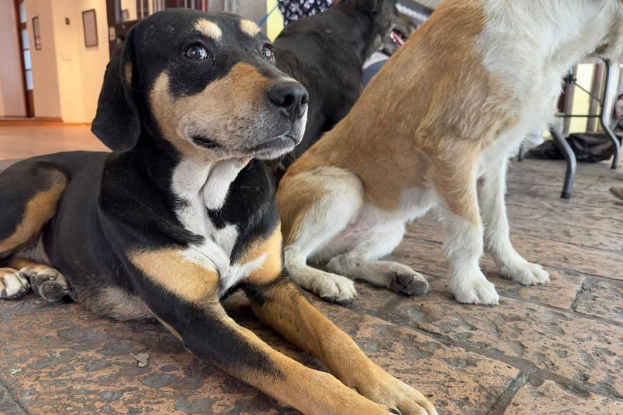 Últimos días de vacunación canina en el portal Hidalgo