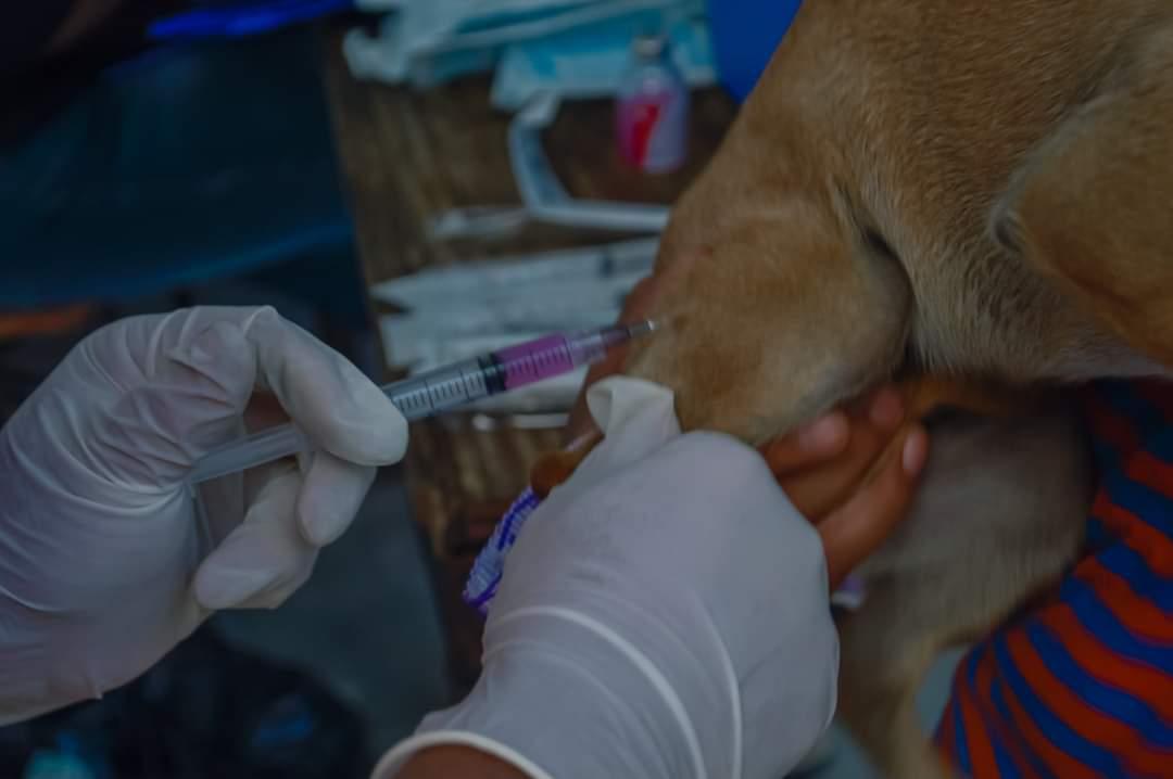 Casi 4 mil mascotas fueron vacunadas contra la rabia en Apetatitlán