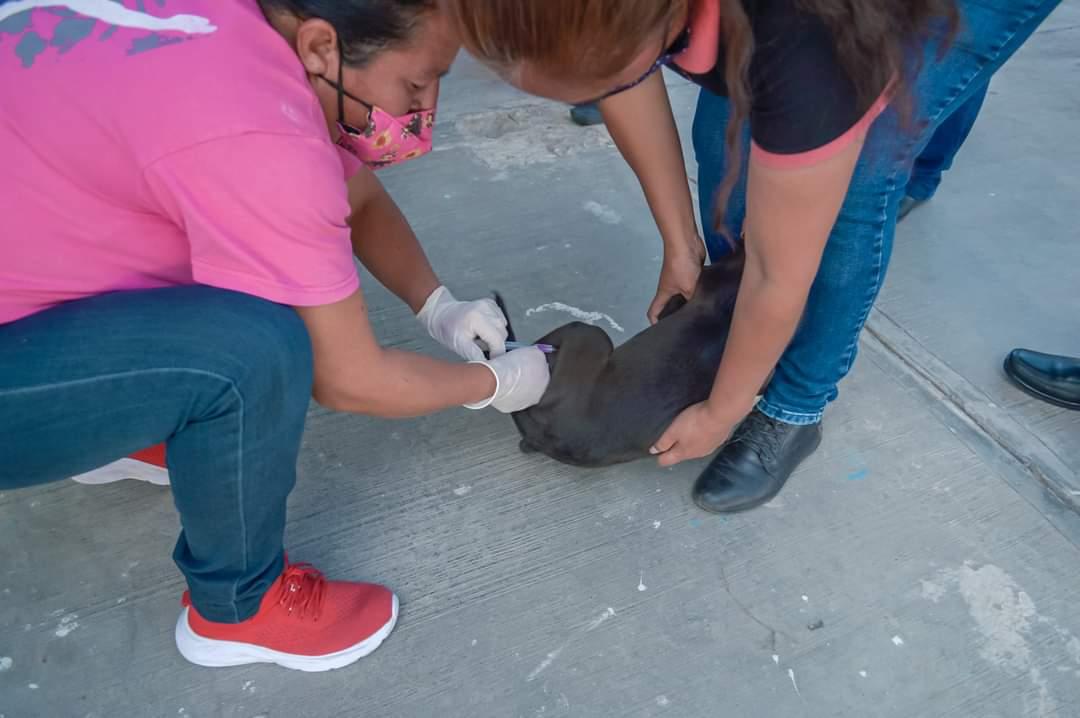Casi 4 mil mascotas fueron vacunadas contra la rabia en Apetatitlán