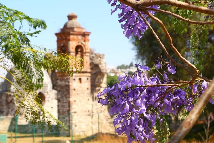 Las Jacarandas y el Ex Convento de Nuestra Señora de las Nieves