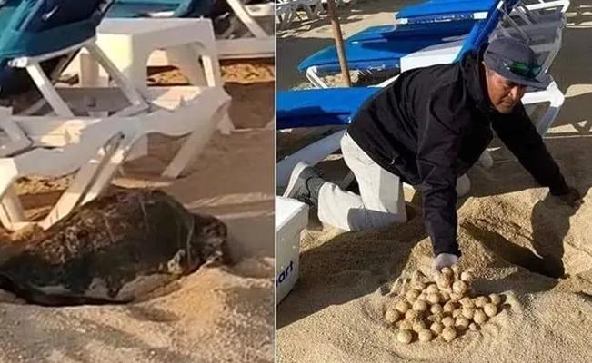 Entre camastros de un hotel,  una tortuga golfina desovó 80 huevos