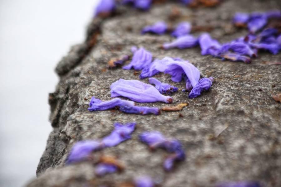 Iluminan las calles de Tlaxcala tapetes violetas de jacarandas