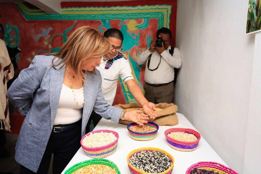 Inauguró Gobernadora Lorena Cuéllar fondo de semillas nativas de maíz “Teocintle” 