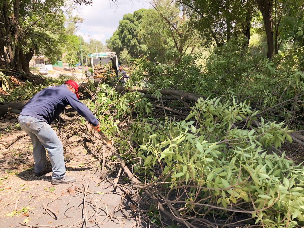 Gobierno de Apetatitlán realiza labores de limpia y poda de árboles en beneficio de la sociedad 
