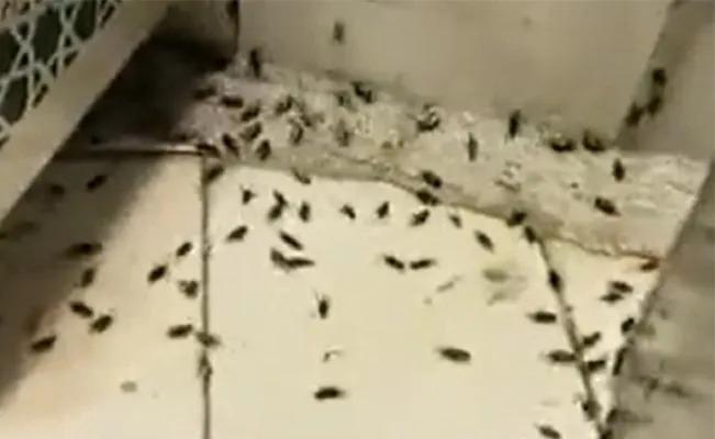 Arabia Saudita: Tras una lluvia,una plaga de insectos  invadió un templo en pleno rezo