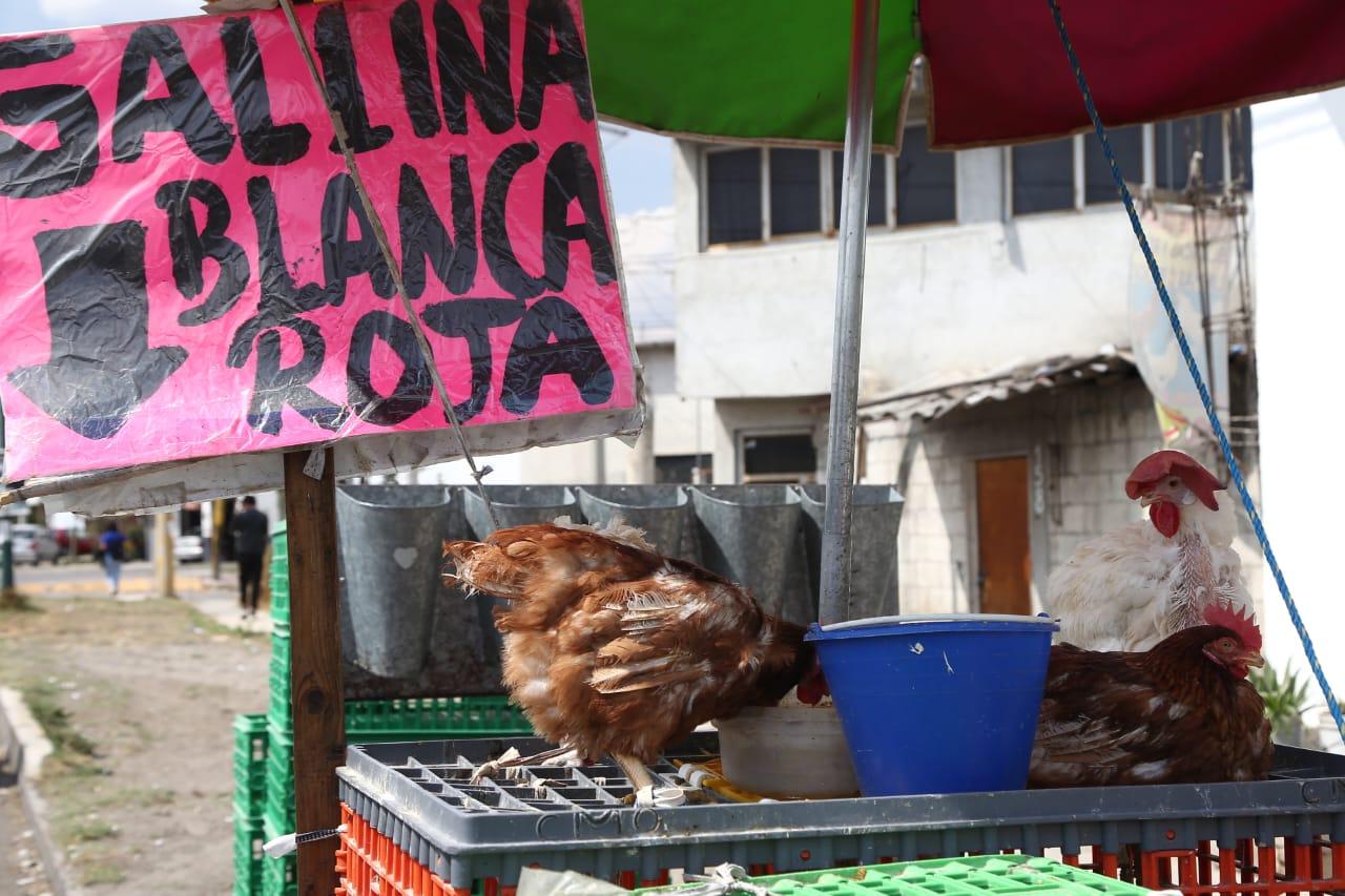 Venta de gallinas  en Tlaxcala