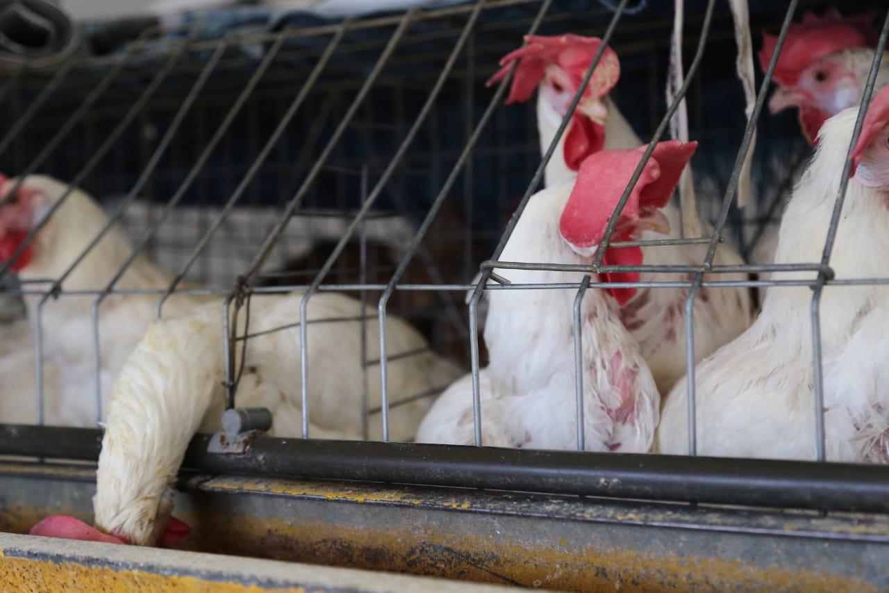 Venta de gallinas  en Tlaxcala