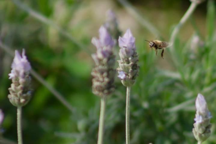 Población de abejas e insectos se fortalecen con las nuevas jardineras del parque de Tlaxcala 