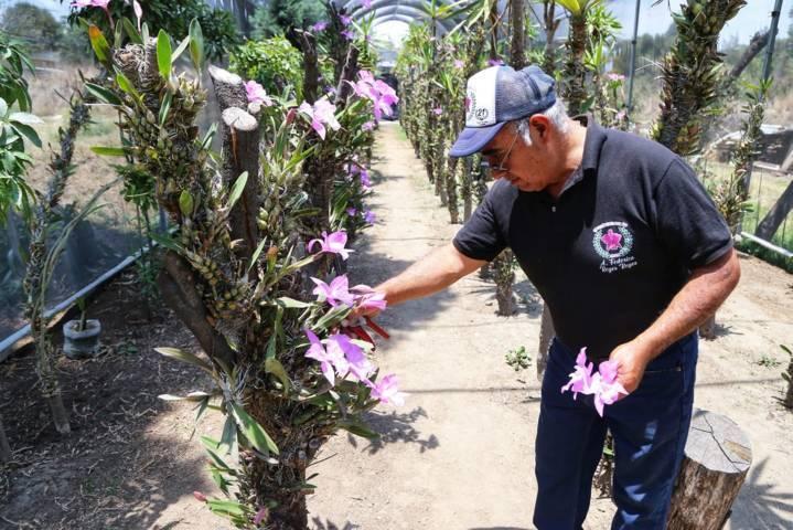 A la defensa de la orquídea tlaxcalteca 