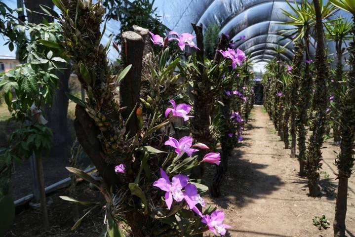 A la defensa de la orquídea tlaxcalteca 