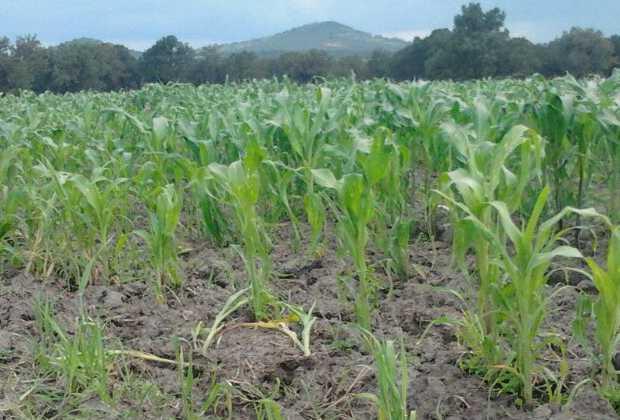 Agricultores de Tlaxcala temen perder cosechas por falta de fertilizantes