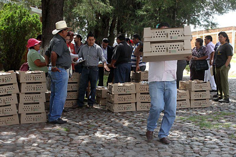 Cerca de 29 mil tlaxcaltecas se beneficiaron con la entrega de aves de traspatio