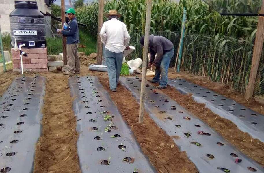 Se beneficia Ixtacuixtla con Programa de Agricultura Urbana