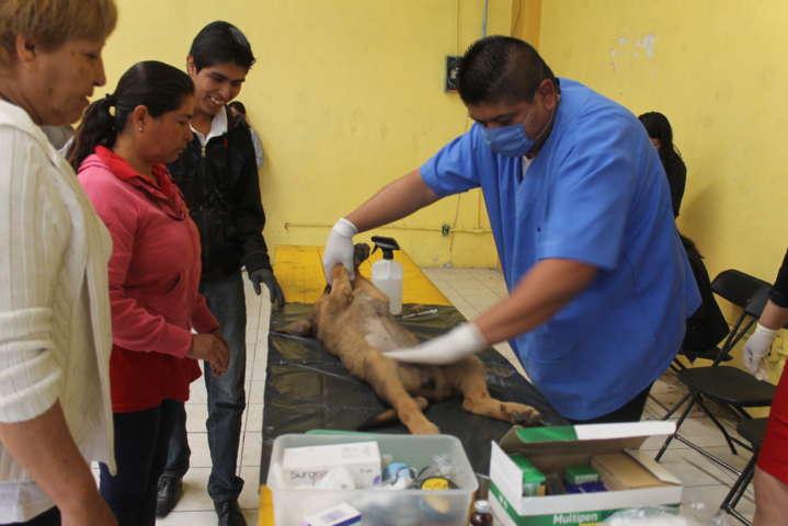 Ayuntamiento arranca campaña de esterilización para perros y gatos