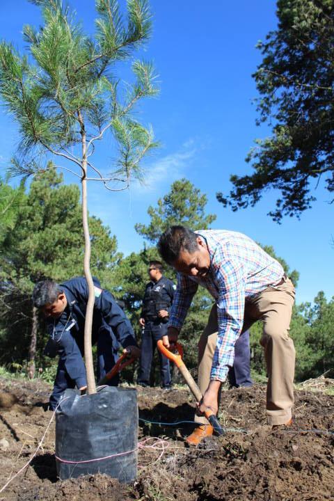 Cano Coyotl encabeza campaña de reforestación de 900 arboles