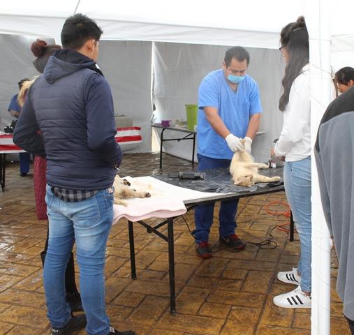 Realizan en Lardizábal 220 esterilizaciones de perros y gatos durante campaña