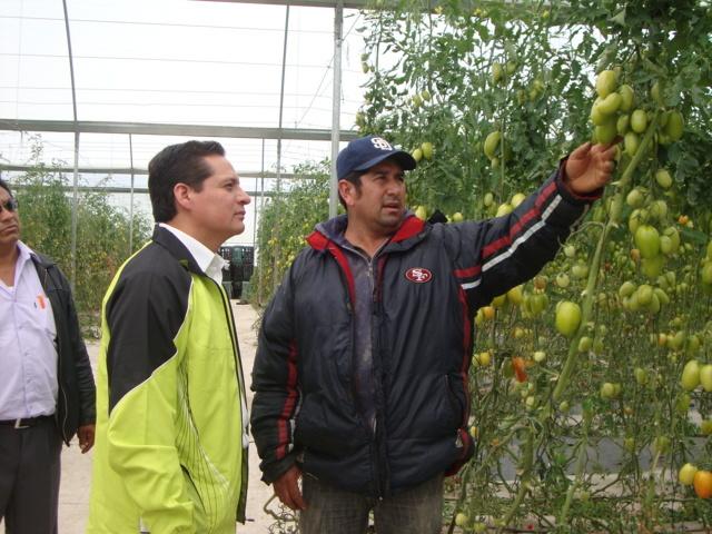 Apoya la "Fundación a Favor de México" a productores de jitomate en invernadero