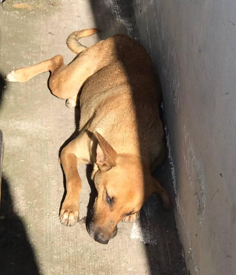 En San Pablo del Monte envenenan a perros callejeros en complacencia del alcalde