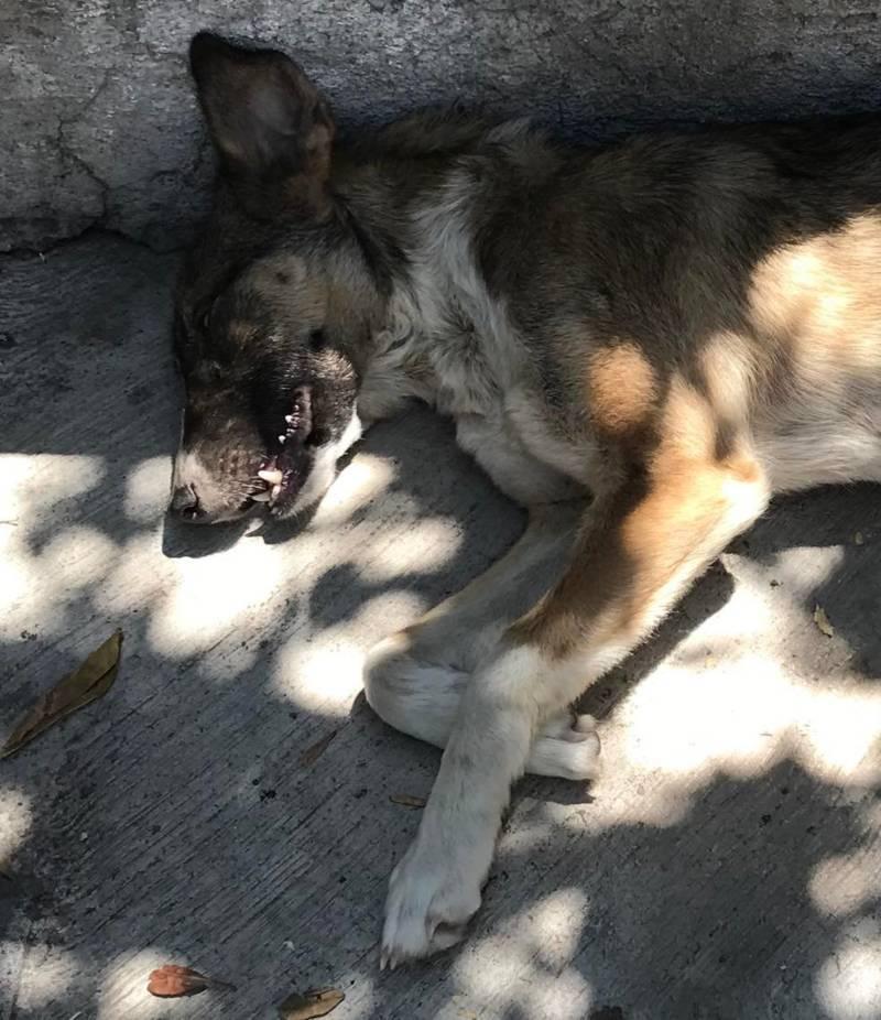 En San Pablo del Monte envenenan a perros callejeros en complacencia del alcalde