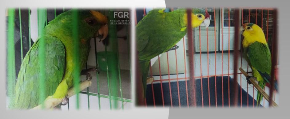 Detienen en Huamanlta a dos personas por portación ilegal de aves exóticas