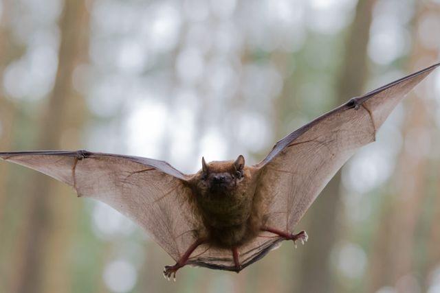 Tres nuevos coronavirus parecidos al SARS-CoV-2 son hallados en murciélagos