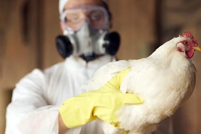 Por gripe aviar, Francia es obligado a sacrificar a millones de aves