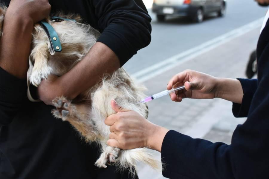 Realizan campaña de vacunación antirrábica canina y felina en la capital de Tlaxcala