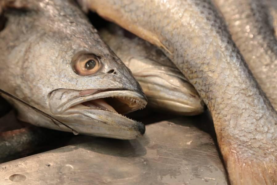 Aumenta consumo de pescado y mariscos durante Semana Santa