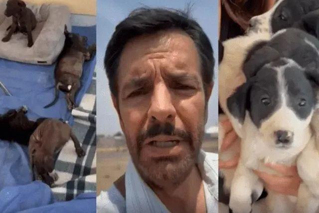 Eugenio Derbez rescata a perritos callejeros de un "pueblito" llamado Matamoros