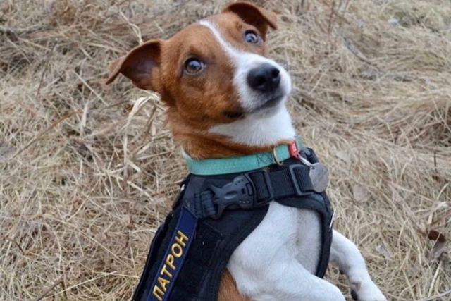 Condecoran en Ucrania a un perro por detectar 200 artefactos explosivos