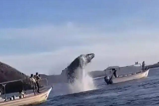 Sinaloa: Gran susto se llevó un grupo de turistas al caerles una ballena sobre su lancha