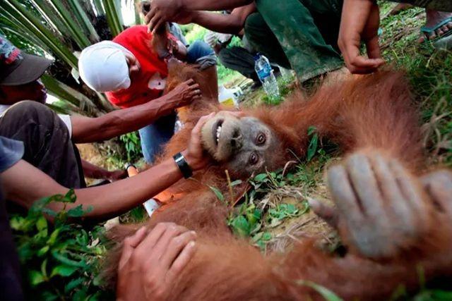 Grupo de hombres violan a orangután a cambio de dinero