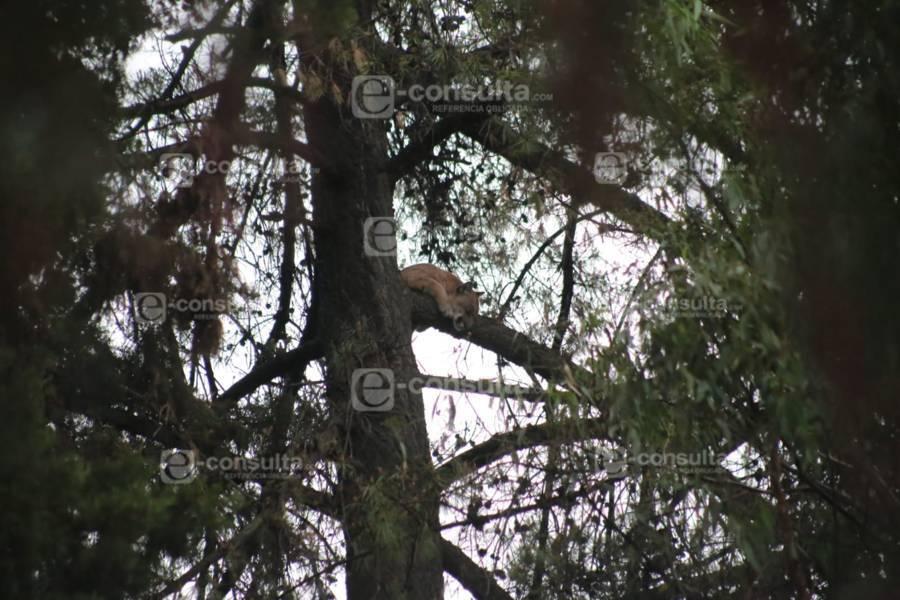 Localizan un puma arriba de un árbol en los límites de Panotla y Totolac