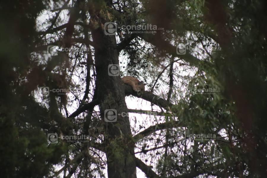 Localizan un puma arriba de un árbol en los límites de Panotla y Totolac
