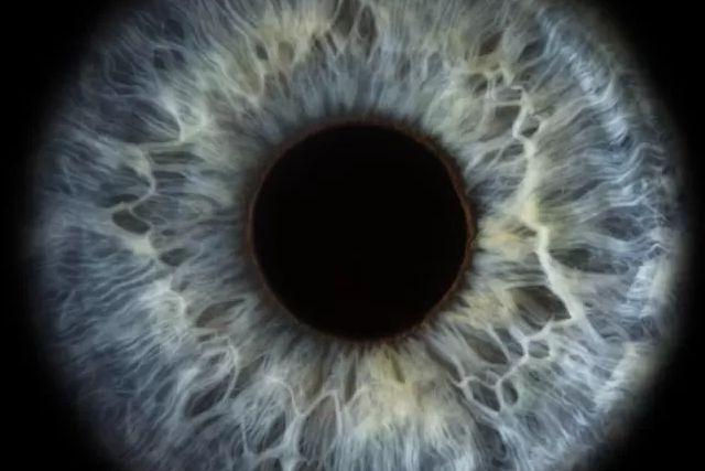 Evolución permite que científicos revivan células de retina de un donante muerto