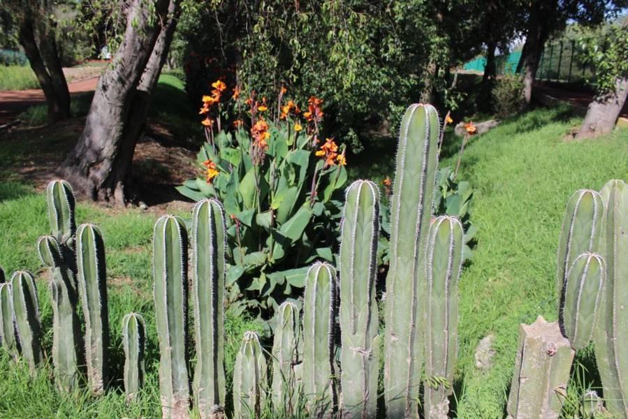 Conoce el Jardín Botánico en Tlaxcala 