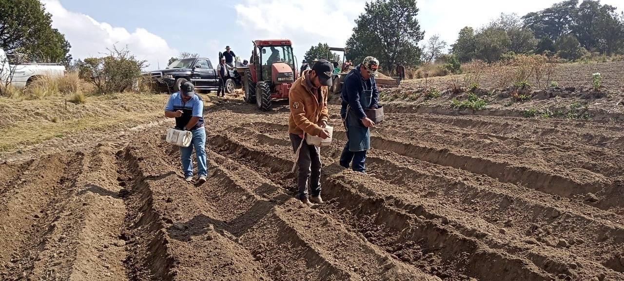 Impulsa SIA e INIFAP la producción de papa en Tlaxcala con semillas mejoradas