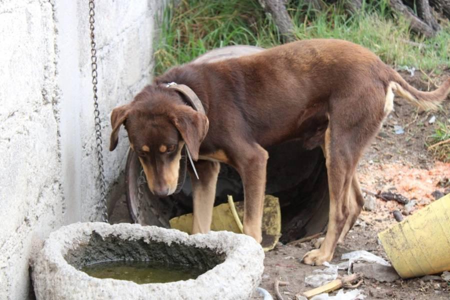 Rescata Propaet a canino en situación de maltratro y abandono