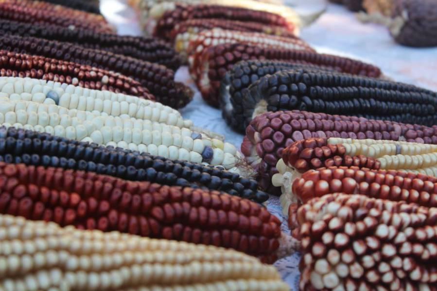 Agricultores predicen alza en costos de maíz