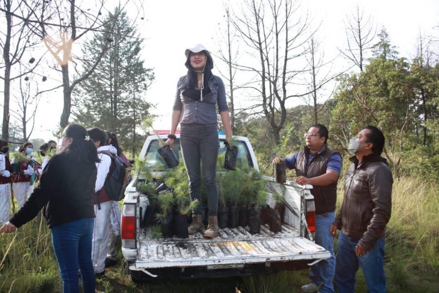 Plantará Ayuntamiento de Chiautempan más de 5 mil árboles