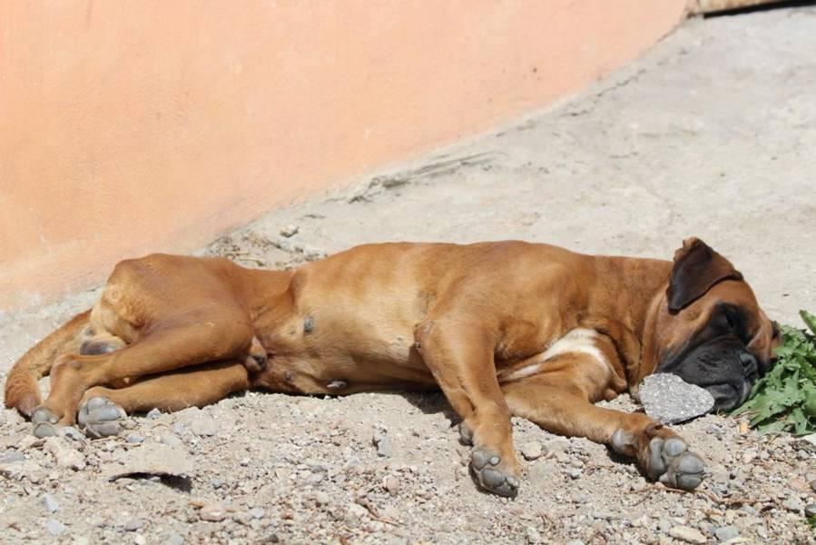 70% de perros en situación de calle en Tlaxcala 