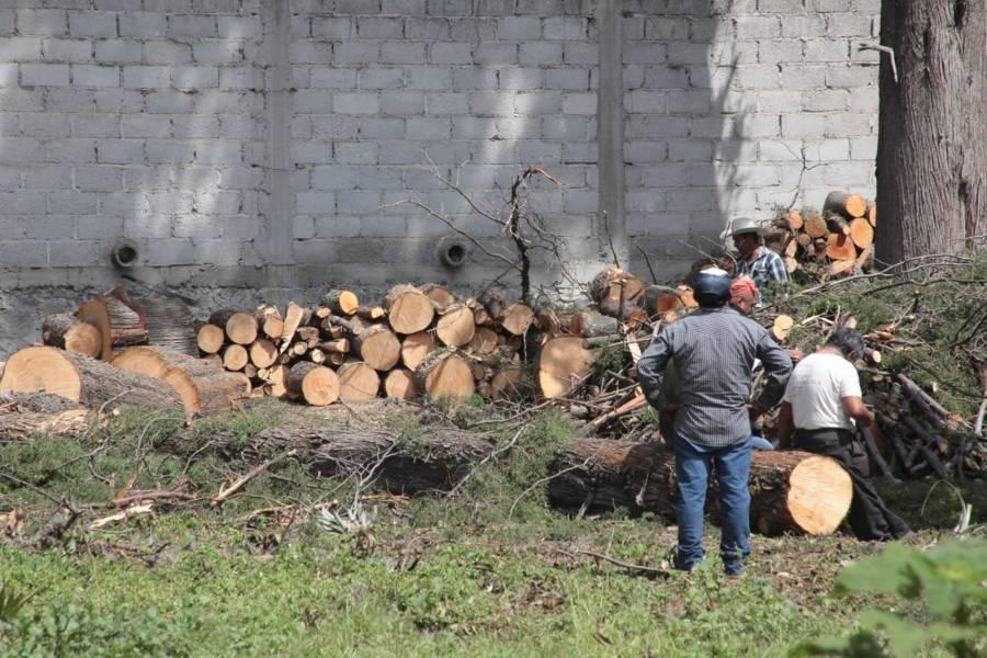 Denuncian tala ilegal de árboles en Totolac 