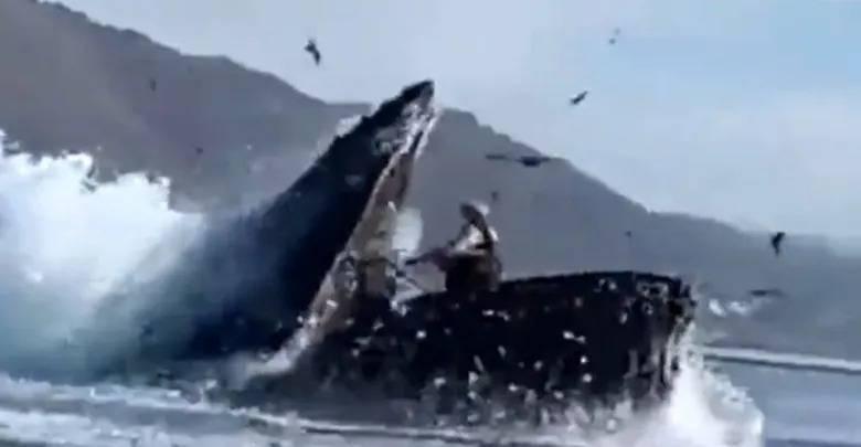 Dos mujeres son tragadas por una ballena jorobada y posteriormente fueron escupidas