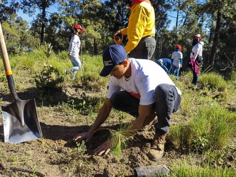 Gobierno de Tlaxcala y Coca-Cola Femsa reforestan más de 23 hectáreas en Huamantla